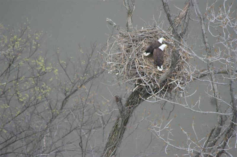 eagles 1 eagles 1